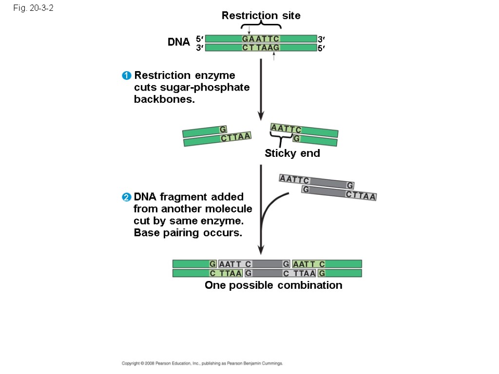 Fig. 20-3-2 Restriction site DNA Sticky end Restriction enzyme cuts sugar-phosphate backbones. 5 3